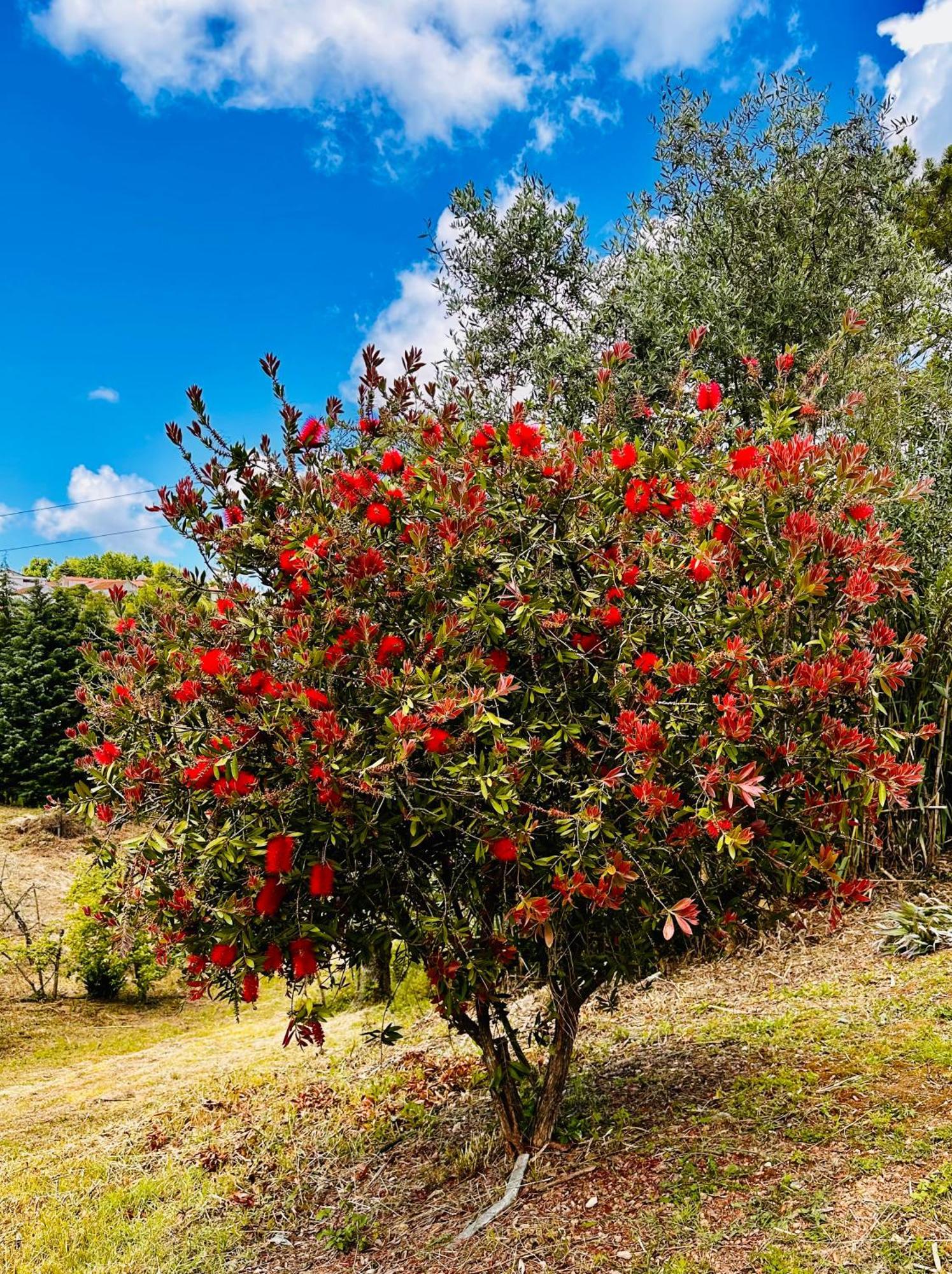 Villa Quinta Boa Vida Alcobaça Esterno foto